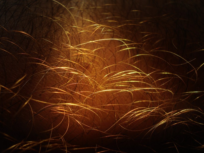 By Nevit Dilmen - http://creativecommons.org/licenses/by-sa/3.0/. Licensed under CC-BY-SA-3.0 via Wikimedia Commons.